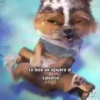 🧿Perrito (Gato con botas) 17