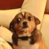 Perro Chihuahua Mov 14