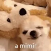 Perro Chihuahua Mov 15