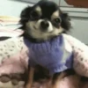 Perro Chihuahua Mov 16
