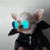 Perro Chihuahua Mov 17