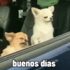 Perro Chihuahua Mov 18