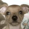 Perro Chihuahua Mov 19