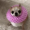Perro Chihuahua Mov 20