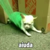 Perro Chihuahua Mov 21