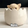 Perro Chihuahua Mov 23