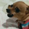 Perro Chihuahua Mov 24