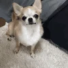Perro Chihuahua Mov 25