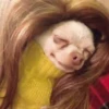 Perro Chihuahua Mov 26