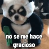 Perro Chihuahua Mov 27