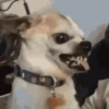 Perro Chihuahua Mov 28