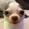 Perro Chihuahua Mov 29