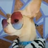 Perro Chihuahua Mov 30