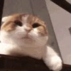 Cats meme GIF 2
