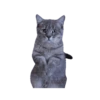 Cats meme GIF 3