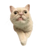 Cats meme GIF 4