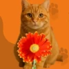 Кошки 9 😺💞🇵🇪 9