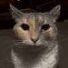 Cats meme GIF 7