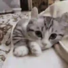 Gatos Tier. 👩🏻‍🎨 Mov.1712 7