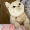 Gatos Tier. 👩🏻‍🎨 Mov.1712 10