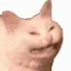Cats meme GIF 10