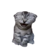 Cats meme GIF 11