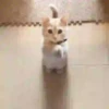 Gatos Tier. 👩🏻‍🎨 Mov.1712 12