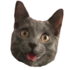 Cats meme GIF 13