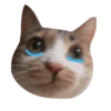 Cats meme GIF 14
