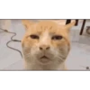 Cats meme GIF 15