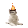 Cats meme GIF 16