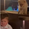 Hasbullah (sticker.fan) 11