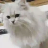 Gatos Tier. 👩🏻‍🎨 Mov.1712 20
