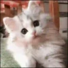 Gatos Tier. 👩🏻‍🎨 Mov.1712 21