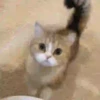 Gatos Tier. 👩🏻‍🎨 Mov.1712 23