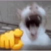 Cats meme GIF 19