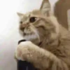 Gatos Tier. 👩🏻‍🎨 Mov.1712 24