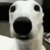 twitter 18