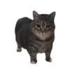 Cats meme GIF 20