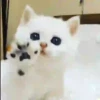 Gatos Tier. 👩🏻‍🎨 Mov.1712 26