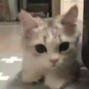 Gatos Tier. 👩🏻‍🎨 Mov.1712 27