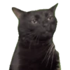 Cats meme GIF 25