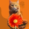 Кошки 9 😺💞🇵🇪 29
