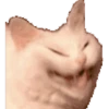 Cats meme GIF 28