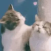 🌈🐈Reaccion Gatos Pal Chat🐈🌈 16