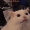 🌈🐈Reaccion Gatos Pal Chat🐈🌈 5
