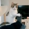 🌈🐈Reaccion Gatos Pal Chat🐈🌈 27