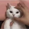 🌈🐈Reaccion Gatos Pal Chat🐈🌈 15