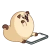 Perro💞Rellenito de amor🇵🇪Mo 5