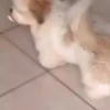 Perritos Cute ✺4🇻🇪Mov 5